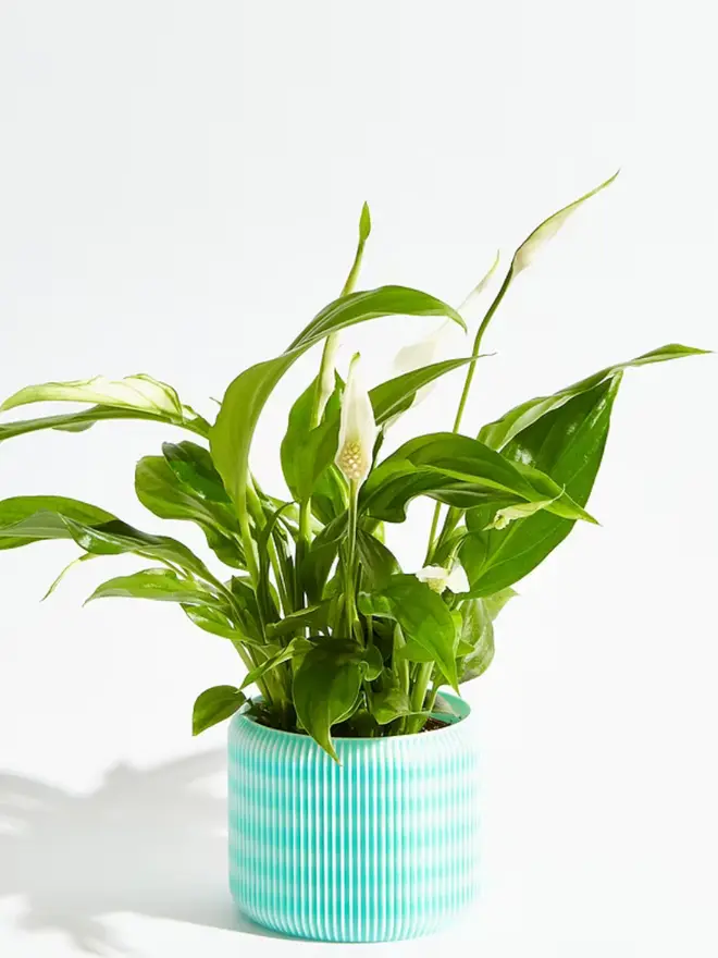 Sustainable 3D Printed Sky Blue Plant Pot, turbin design against a white background.
