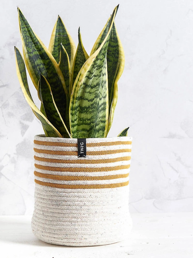 Large ‘Freckles’ Striped Cotton Plant Pot