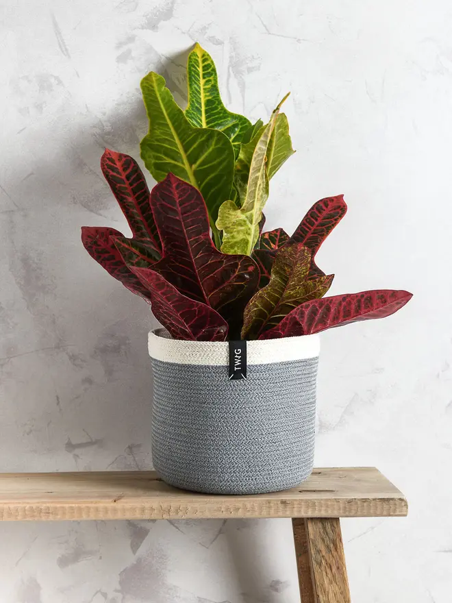 Medium cotton plant pot