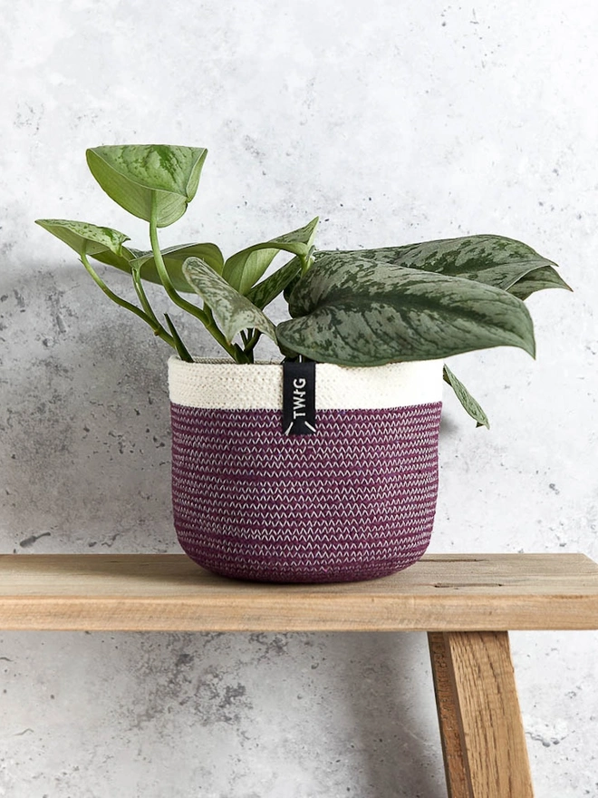 Small Natural Cotton Plant Pot