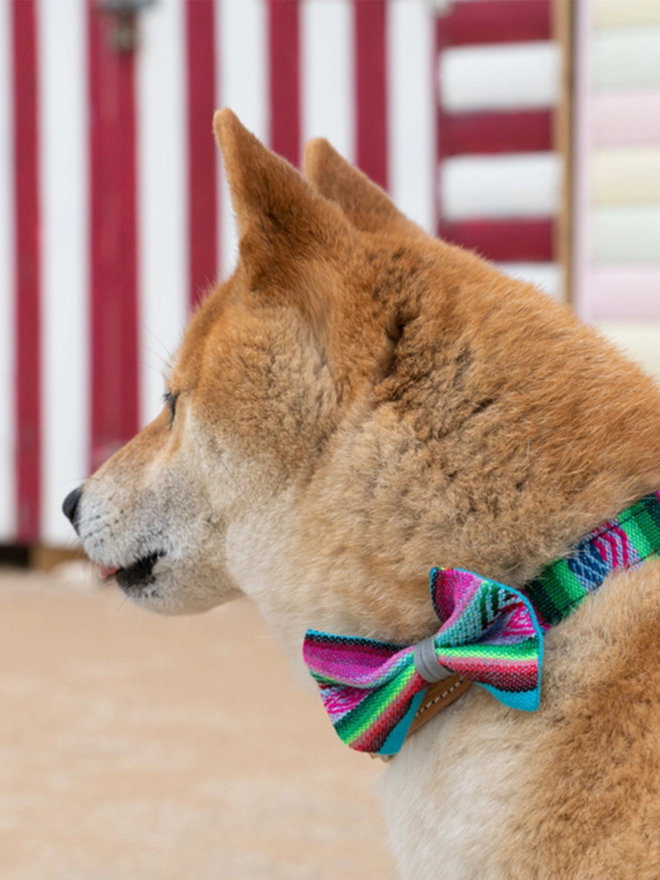 Hiro + Wolf Blue designer dog bow tie