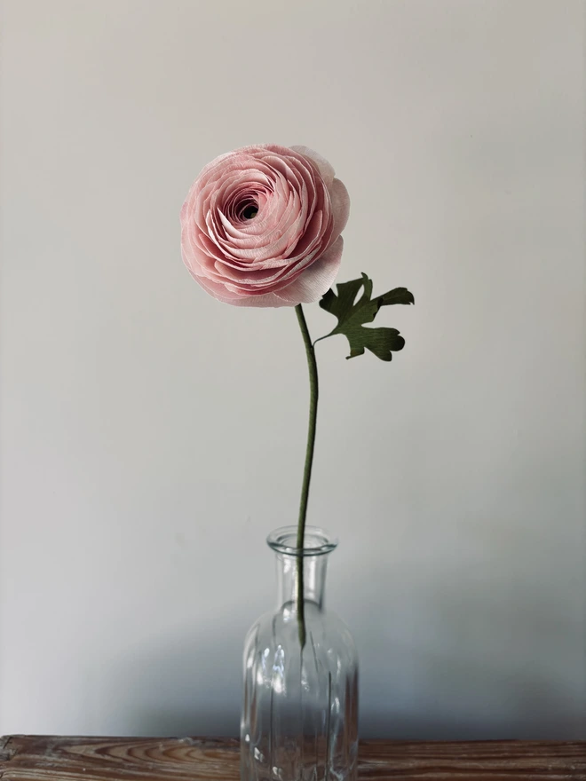 single pale pink ranunculus