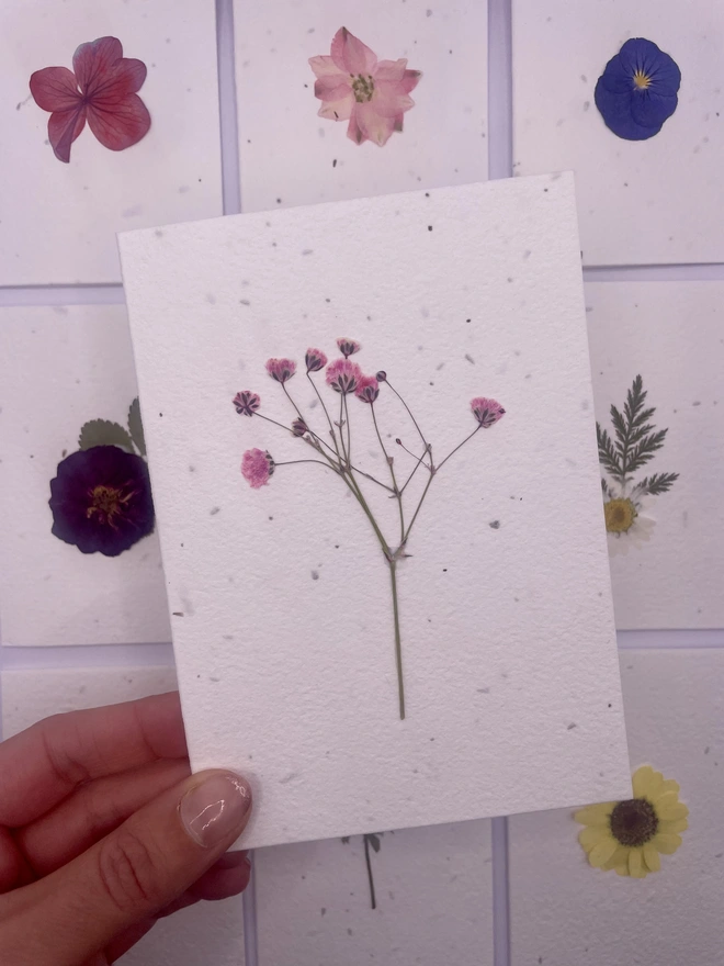 Real Pressed Flower Plantable Card, Pink Gypsophila