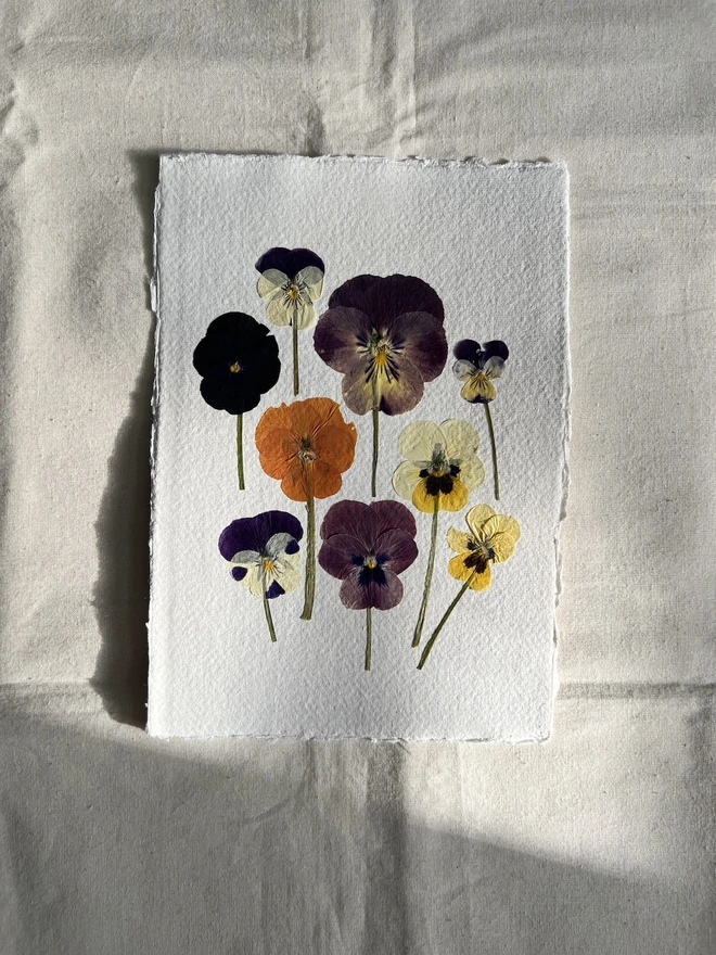 Pressed pansy flowers on handmade paper