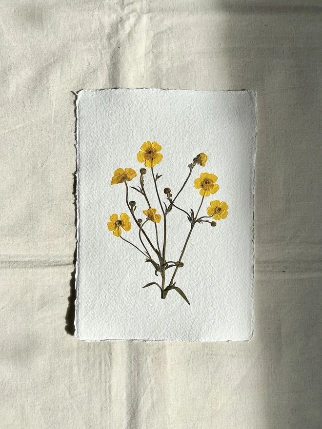 Pressed buttercup flowers on handmade paper