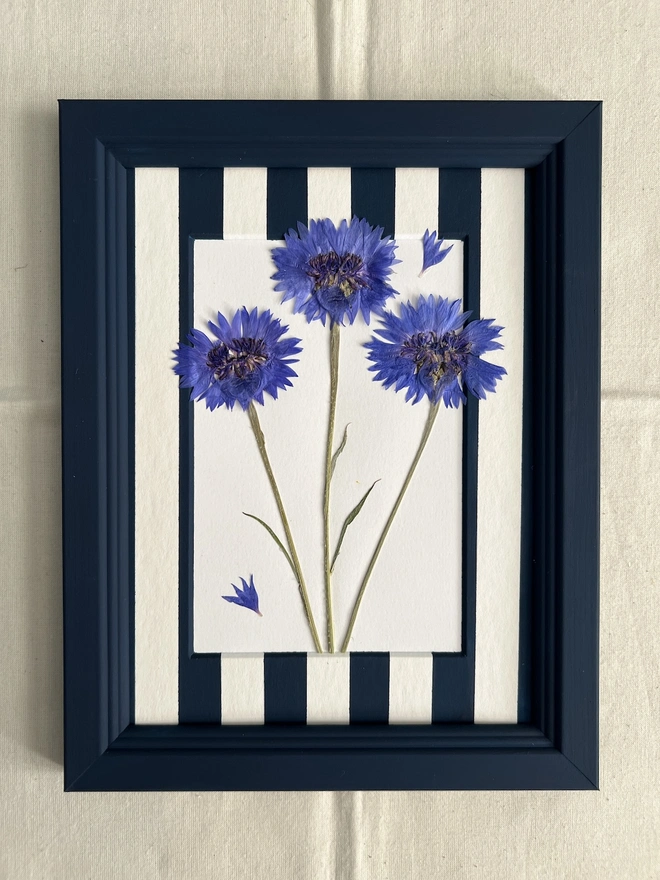 pressed cornflowers in hand painted navy frame and painted stripe mount
