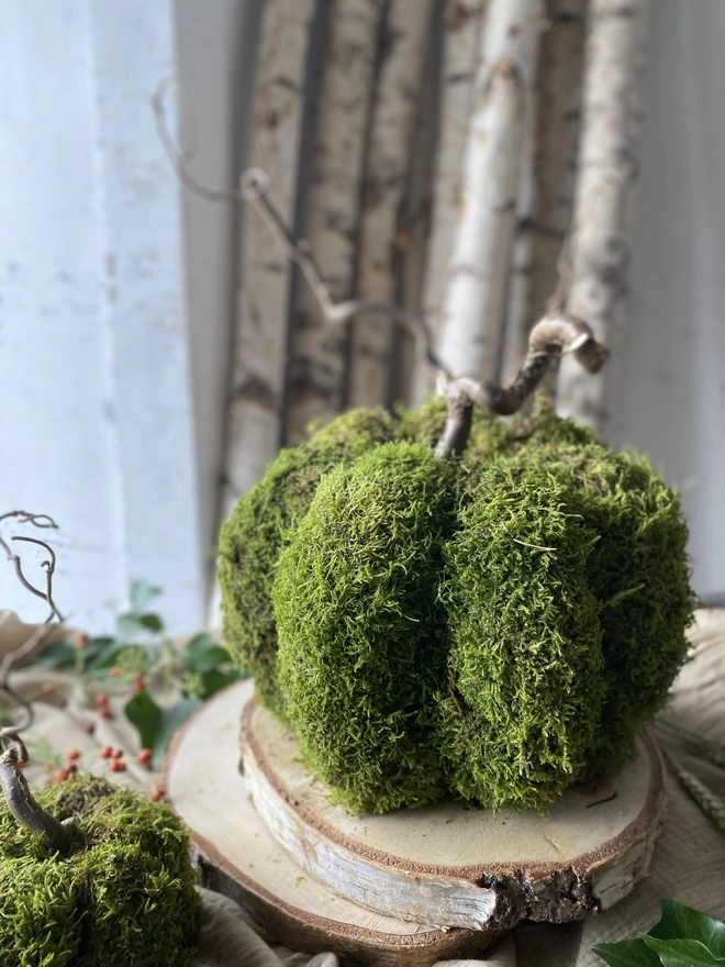 A closer look at the larger Hand Formed Dried Moss Pumpkin with Corylus Stalk, on display with sprigs of red berries, atop soft ruffled cloth