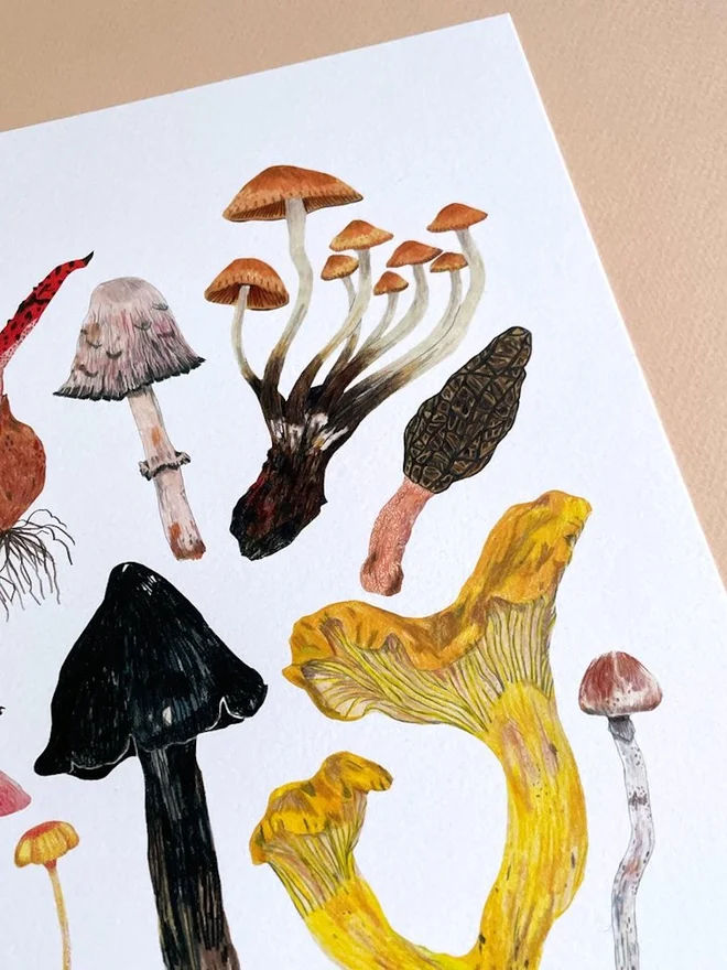 Mushrooms and Toadstools Print