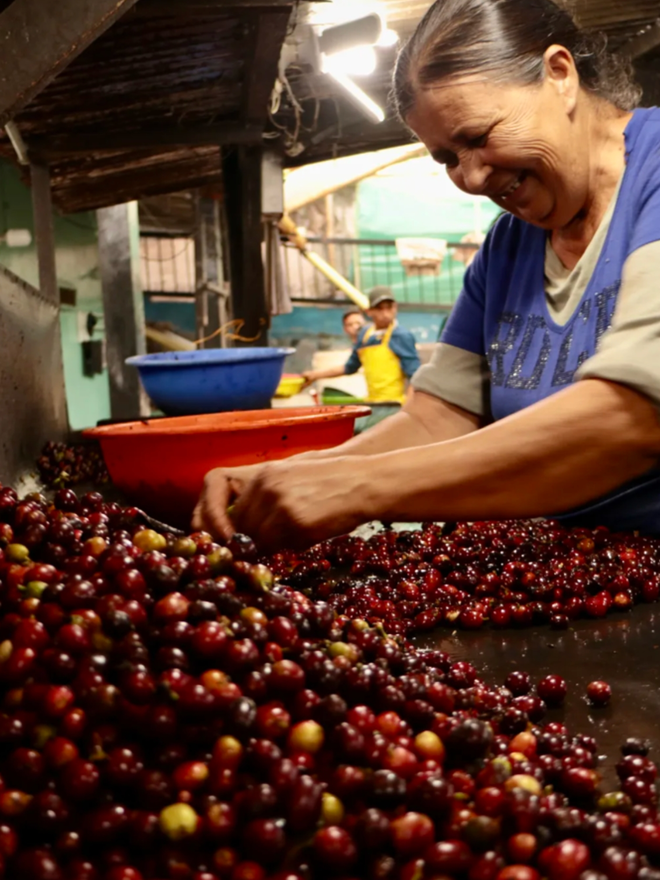 Hypnos Decaf. A woman sorting coffee.