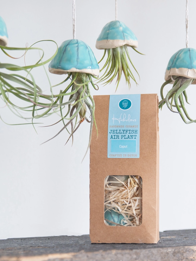 airplant hanging from ceramic shell, creating the appearance of a jellyfish. Cardboard gift box with window showing a glimpse of shell