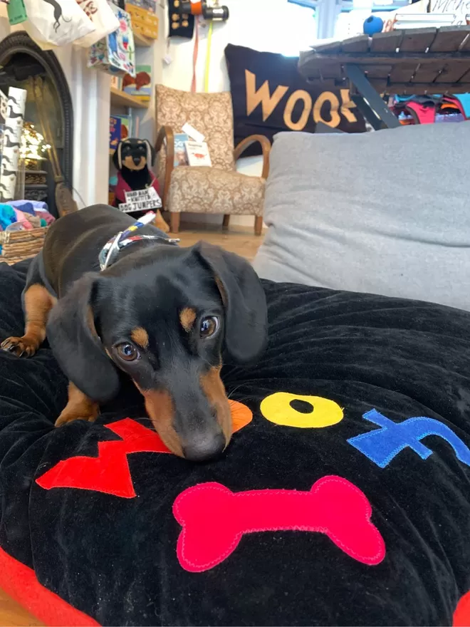 Rainbow Woof Dog Bed on Black Velvet