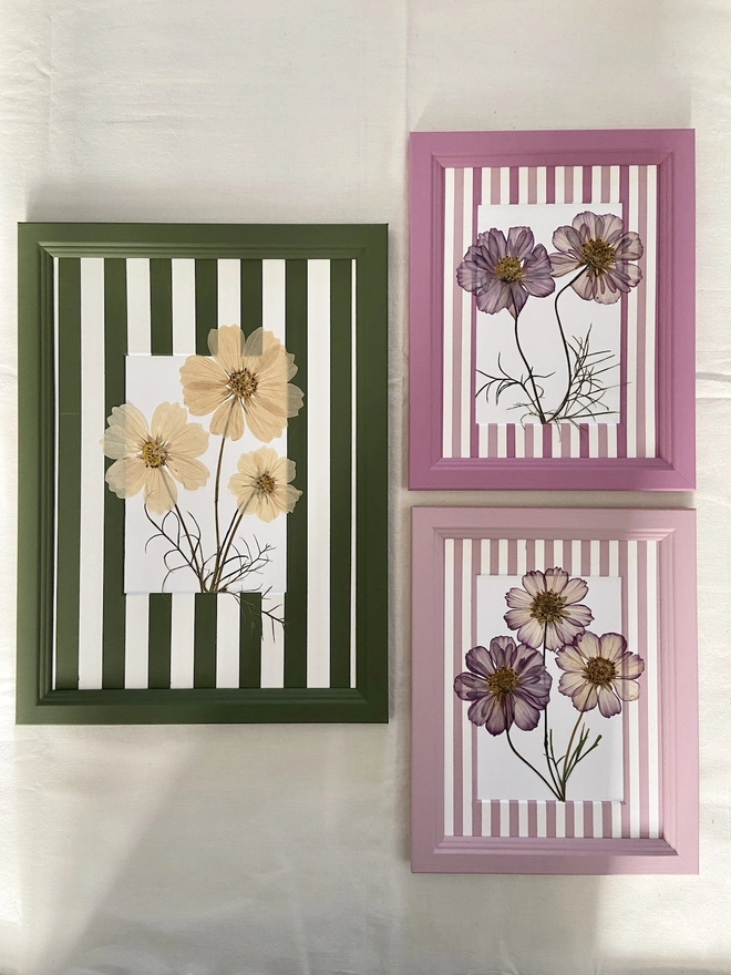 three different frames with pressed cosmos flowers in them