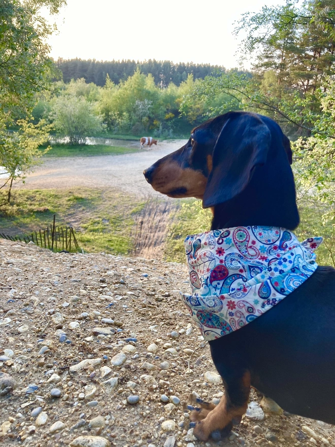 Sea Glass Carnaby Street Dog Bandana