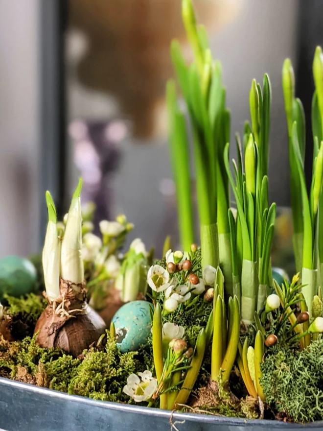 Close Up Image of a Spring Bulbs Planter With Quail Eggs & White Wax Flowers