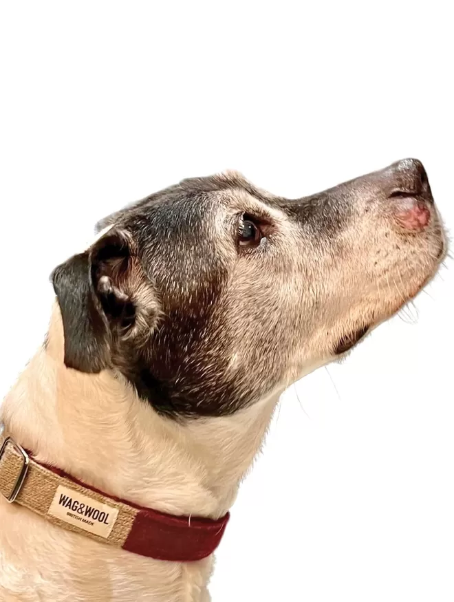 staffy in a burgundy dog collar 