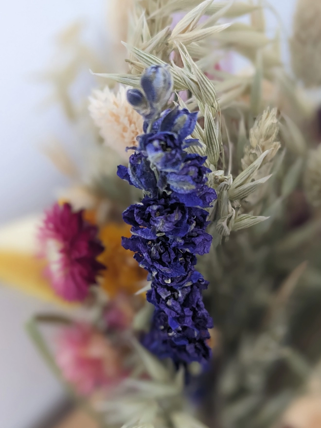 close up of Everlasting dried flowers, natural dried flowers, bunny tails, pink flowers, dried flower bouquet, home 