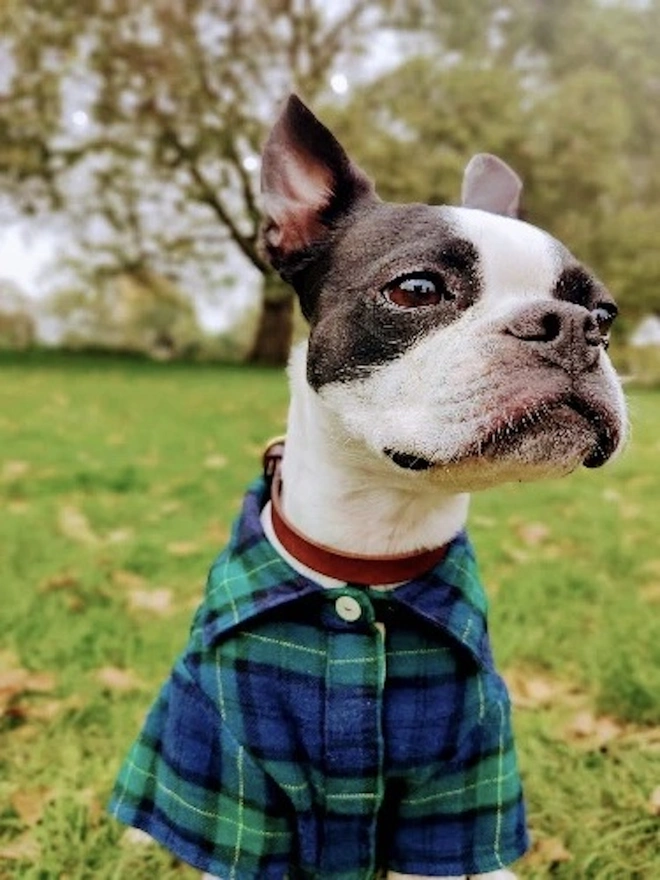 Elliot Cotton 100% Flannel Dog Shirts 