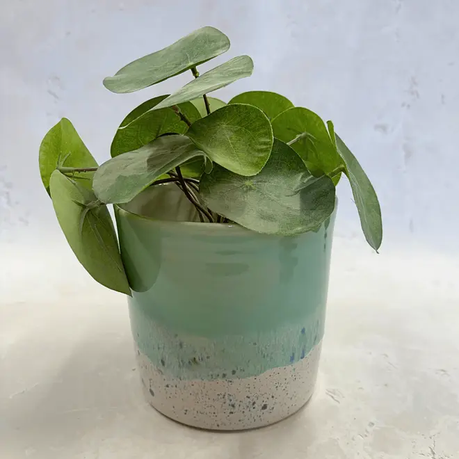 Shoreline Large Pot, a colourful pot placed on a stone surface. It is accompanied by a plant. 