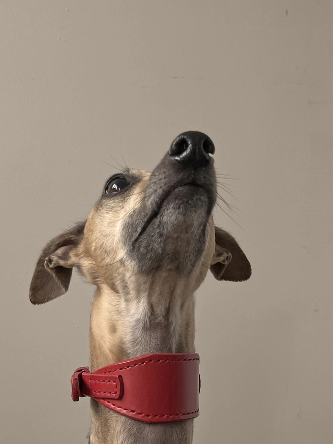 whippet wearing red leather sighthound collar