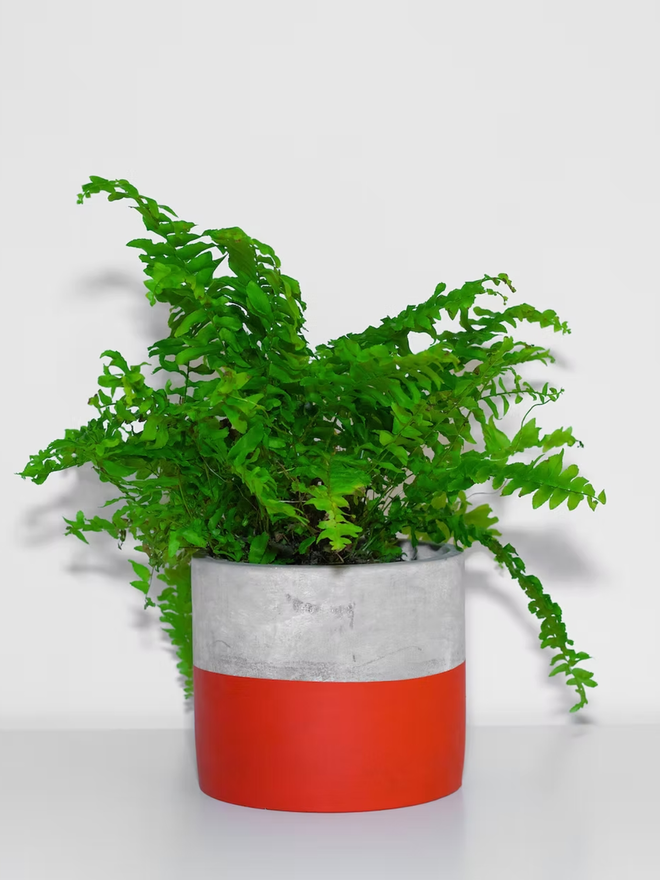 half full concrete plant pot. a grey concrete plant pot with the bottom half painted red.