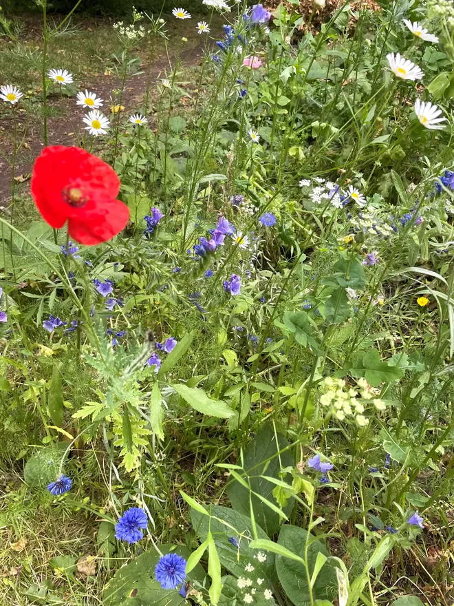 British wildflowers grown from a Ruby & Bo plantable card