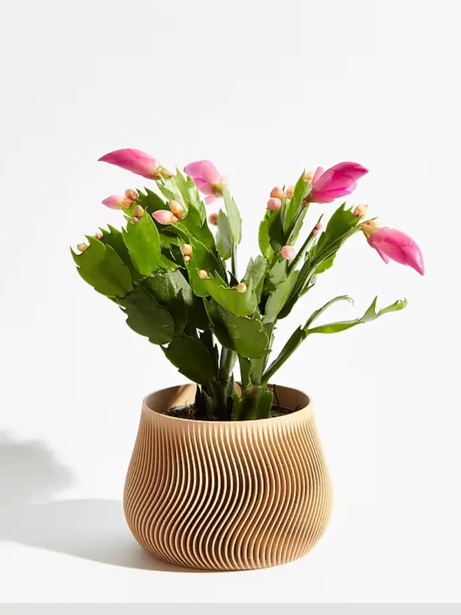 Sustainable 3D Printed Sand Beige Plant Pot, groovy design against a white background.