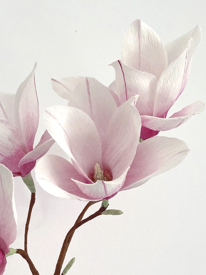 Crepe Paper Magnolia DIY Kit