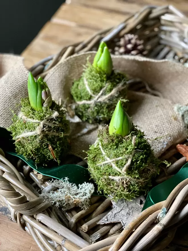 Three individual Hyacinth Kokedama bulbs wrapped in moss and soil,  string attached to hang in any location, sits in a small wicker basket with a pine cone, a dark green velvet ribbon one cm wide hangs across the basket, together with a thicker band of hessian looking material drapes over the basket, dried moss and a wooden bark star can also be seen.ndividual Hyacinth Kokedama bulbs wrapped in moss and soil,  string attached to hang in any location, sits in a small wicker basket with a pine cone, a dark green velvet ribbon one cm wide hangs across the basket, together with a thicker band of hessian looking material drapes over the basket, dried moss and a wooden bark star can also be seen.
