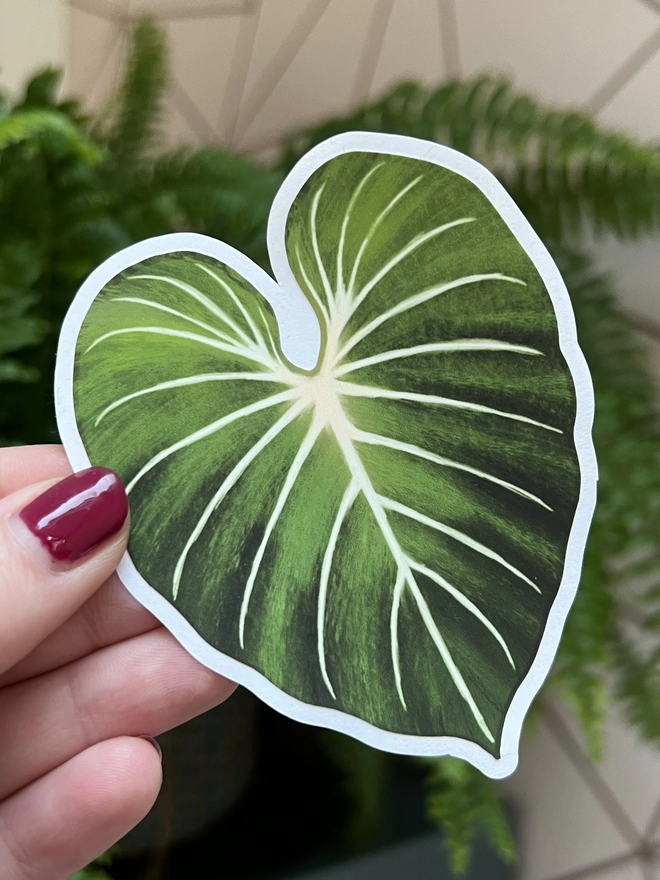 A Philodendron Gloriosum houseplant leaf sticker on a white vinyl backing held up against a backdrop of a dark turquoise desk.