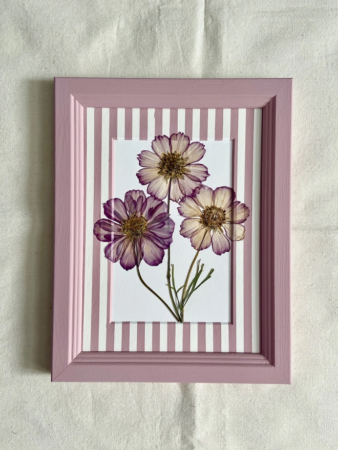 pressed pink cosmos flowers in stripe mount and painted frame