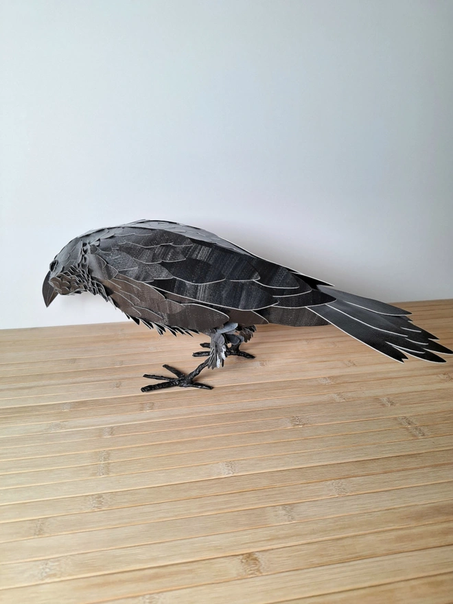 side view of Edgar the raven
