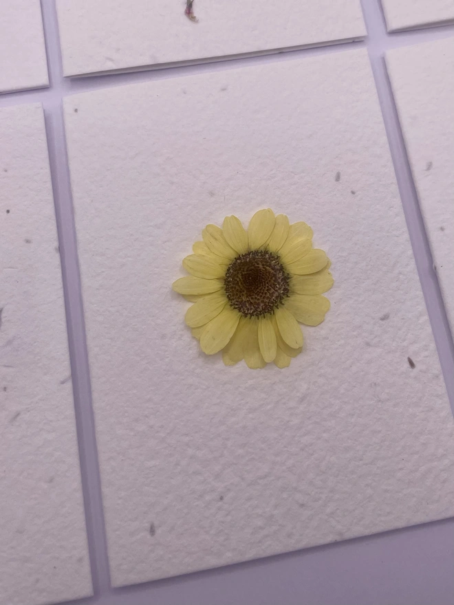 Close up of real pressed yellow daisy