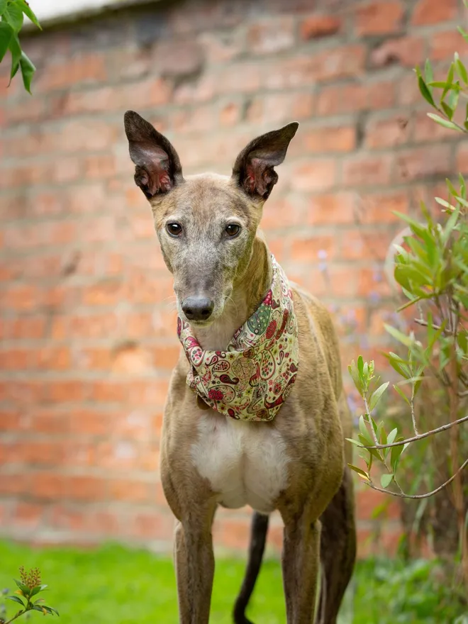 Pomegranate Carnaby Street Dog Bandana