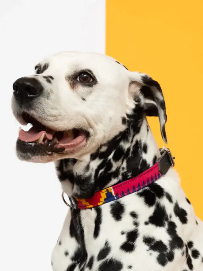 Cute dog wearing a colourful dog collar