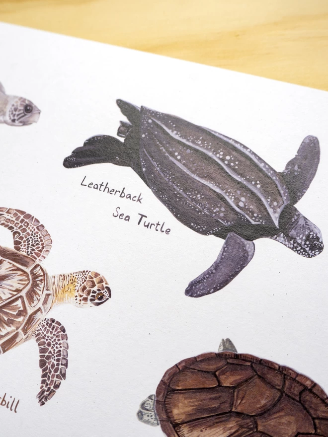 a close up of the print with a white background featuring the sea turtles of the world