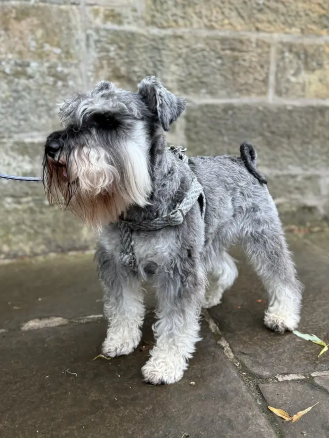 schnauzer wearing a grey dog harness standing on pavement