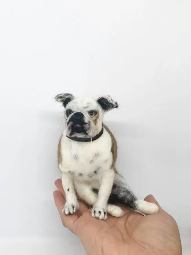 merino wool english bulldog