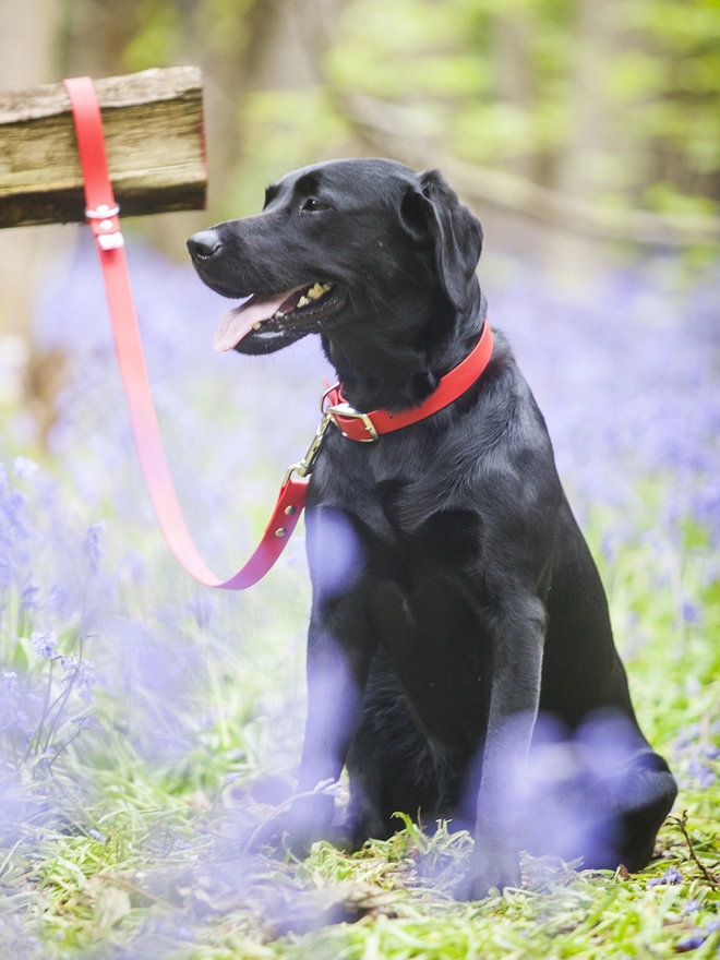 Red Biothane Vegan Leather Dog Lead seen on a Labrador.