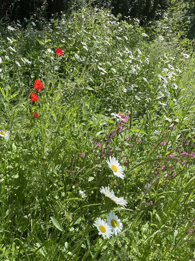 wildflowers in bloom